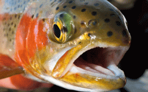 guidetrails.com - Cutthroat